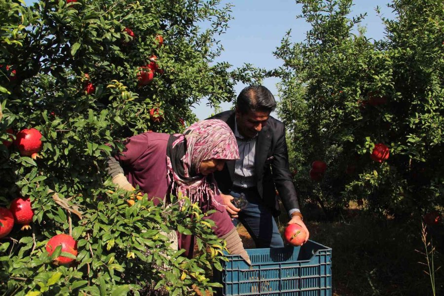 Fiyatı Yüzde Yüz Artan Nar Yüz Güldürüyor