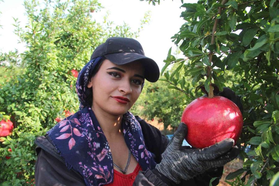 Fiyatı Yüzde Yüz Artan Nar Yüz Güldürüyor
