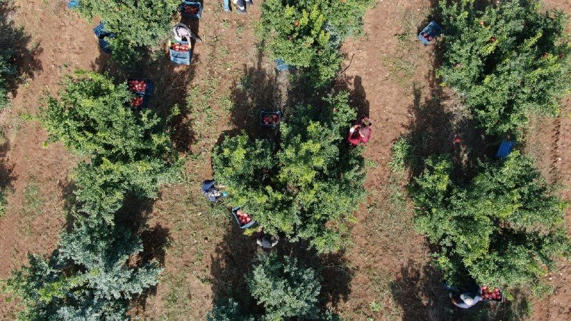 Fiyatı Yüzde Yüz Artan Nar Yüz Güldürüyor