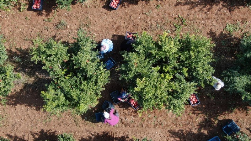 Fiyatı Yüzde Yüz Artan Nar Yüz Güldürüyor