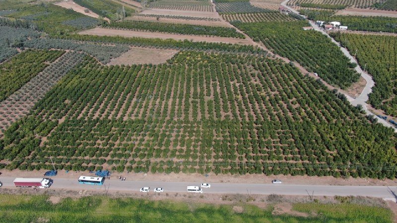 Fiyatı Yüzde Yüz Artan Nar Yüz Güldürüyor