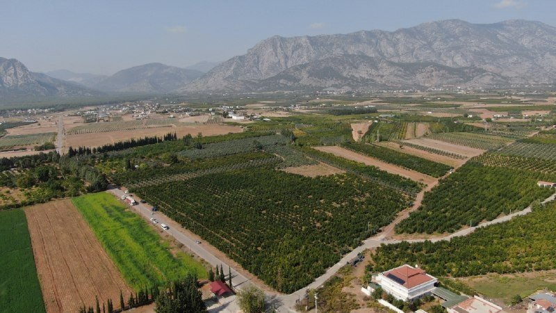 Fiyatı Yüzde Yüz Artan Nar Yüz Güldürüyor