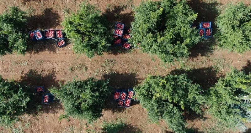 Fiyatı Yüzde Yüz Artan Nar Yüz Güldürüyor