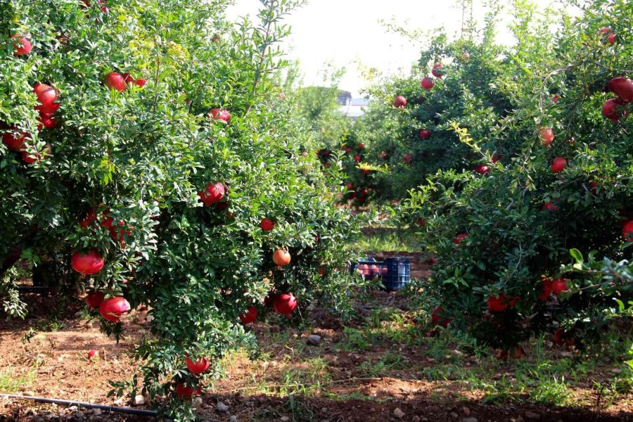 Fiyatı Yüzde Yüz Artan Nar Yüz Güldürüyor