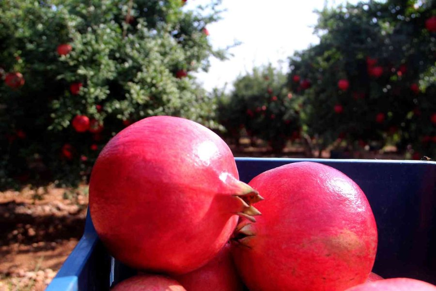 Fiyatı Yüzde Yüz Artan Nar Yüz Güldürüyor