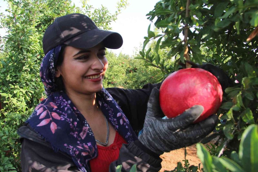 Fiyatı Yüzde Yüz Artan Nar Yüz Güldürüyor