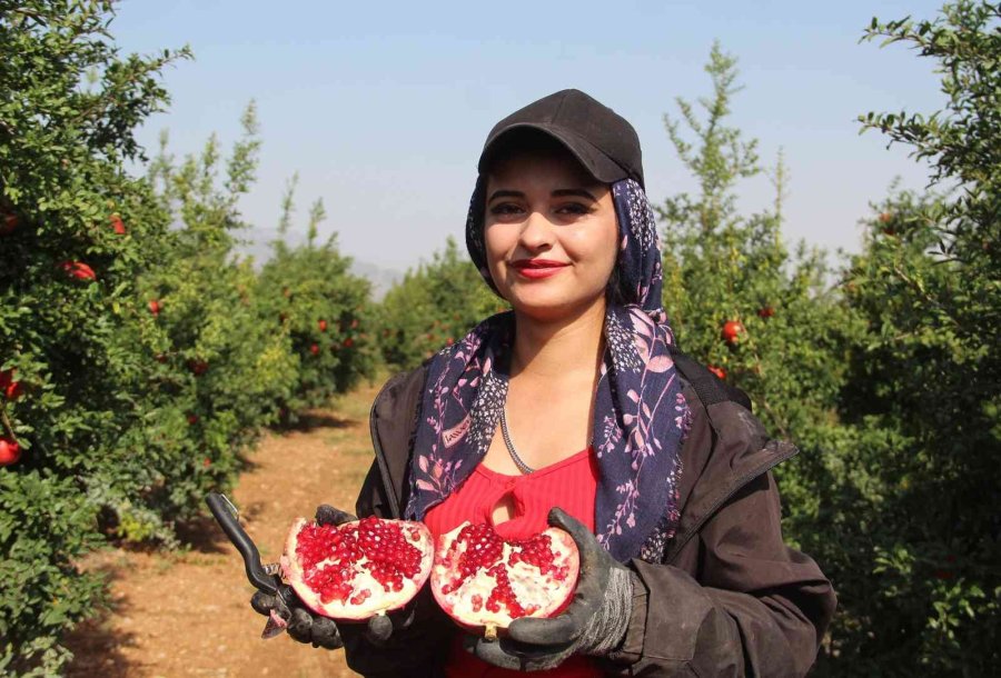 Fiyatı Yüzde Yüz Artan Nar Yüz Güldürüyor