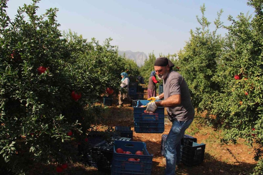 Fiyatı Yüzde Yüz Artan Nar Yüz Güldürüyor