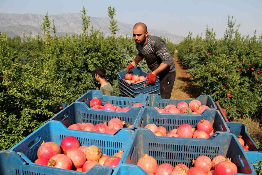 Fiyatı Yüzde Yüz Artan Nar Yüz Güldürüyor