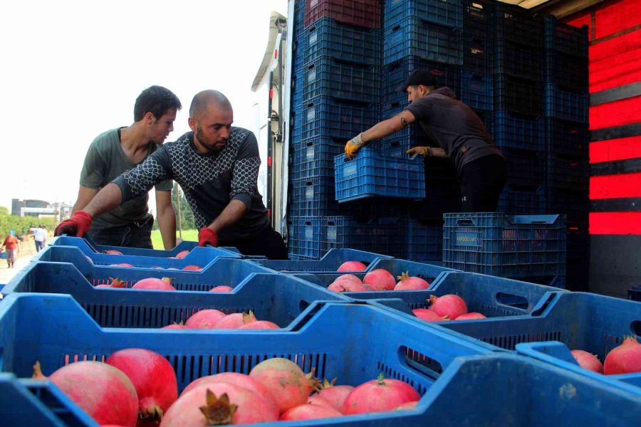 Fiyatı Yüzde Yüz Artan Nar Yüz Güldürüyor