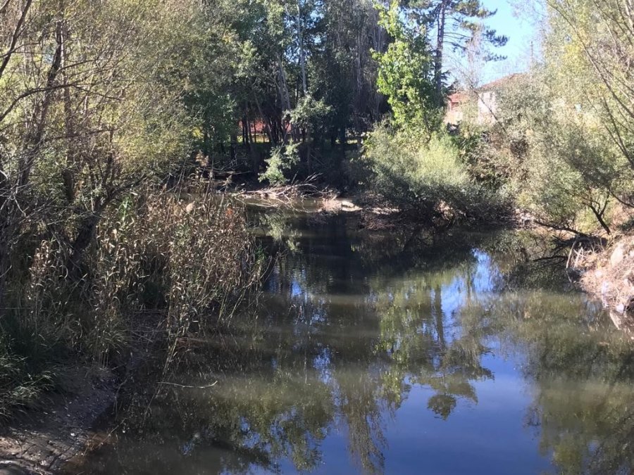 Porsuk Çayı’na Devrilen Ağaçların Kaldırılması İsteniyor