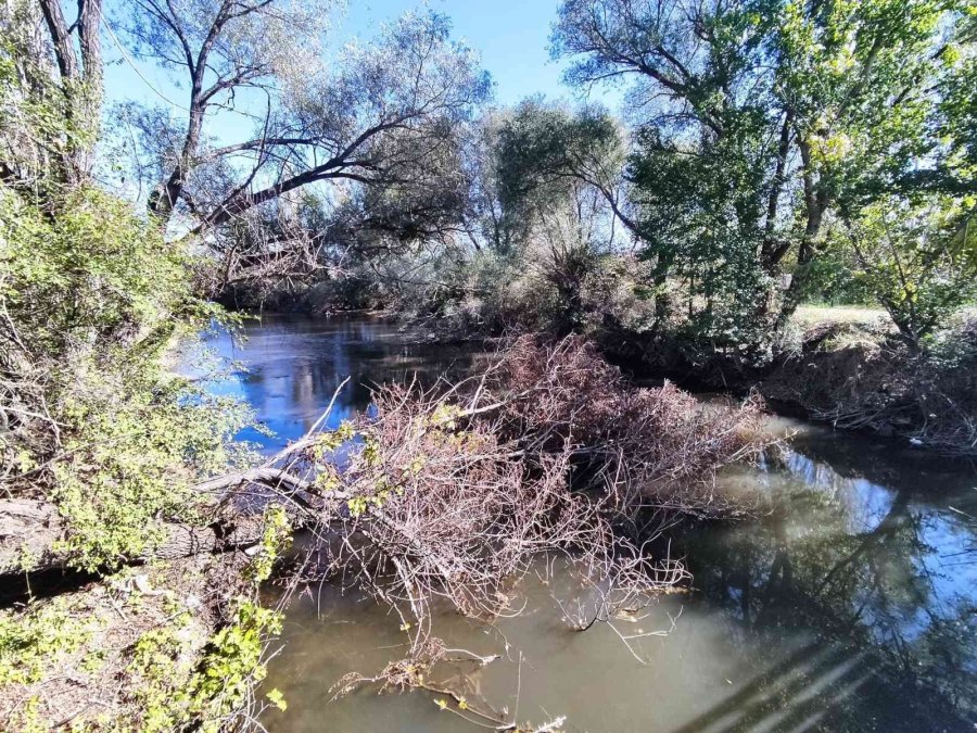 Porsuk Çayı’na Devrilen Ağaçların Kaldırılması İsteniyor