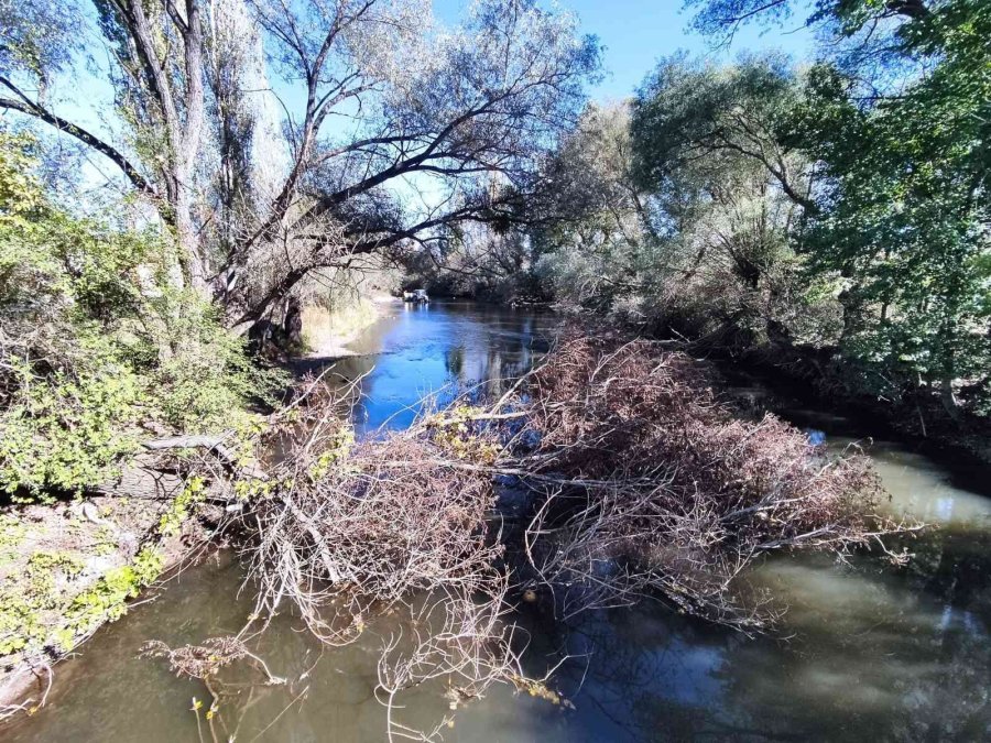 Porsuk Çayı’na Devrilen Ağaçların Kaldırılması İsteniyor