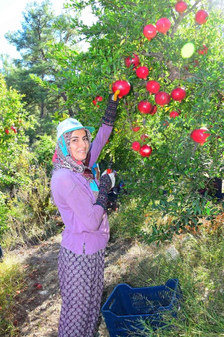 Seranın Merkezi Kumluca’da Nar Bereketi