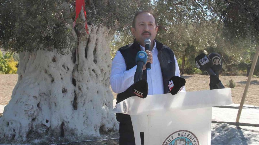 Bin 300 Yıllık Zeytin Ağacı 250 Kilo Ürün Verdi