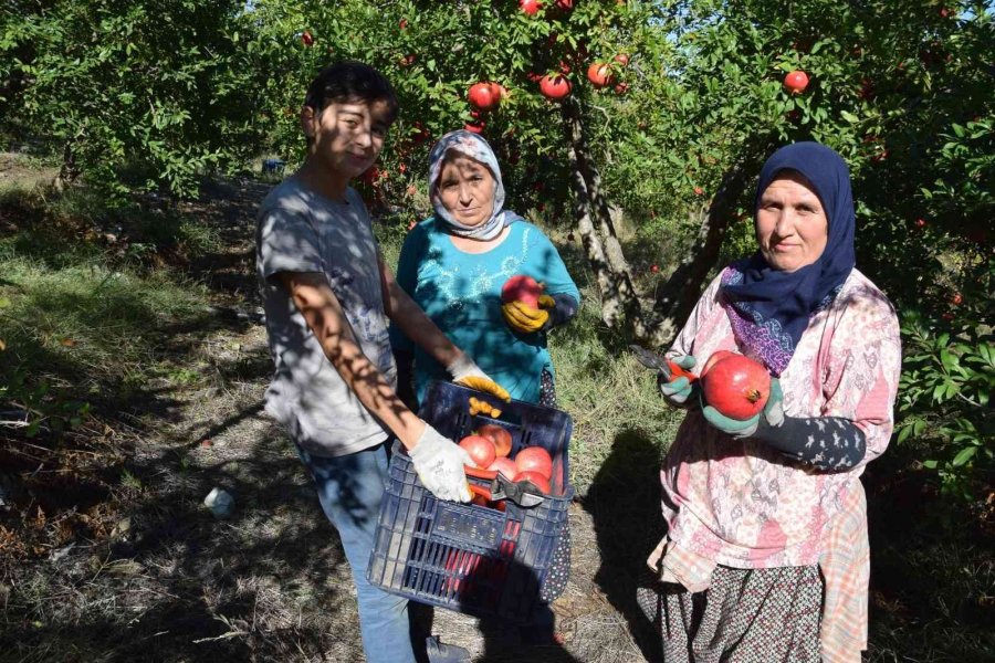 Seranın Merkezi Kumluca’da Nar Bereketi