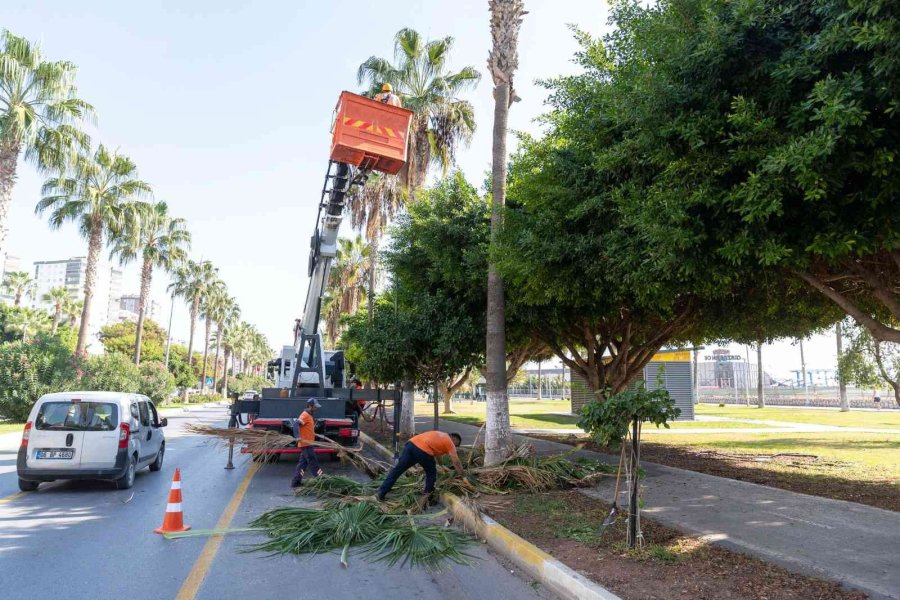 Mersin’de Yeşil Alanların Kış Bakımı Yapılıyor