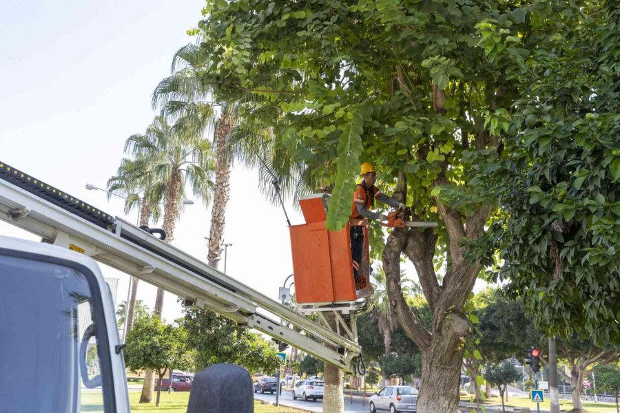 Mersin’de Yeşil Alanların Kış Bakımı Yapılıyor