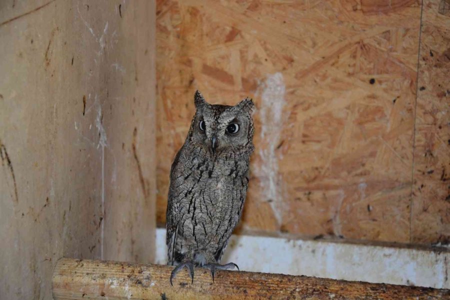 Tarsus Doğa Parkı Yaban Hayvanlarına Merhem Oluyor