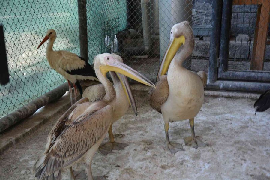 Tarsus Doğa Parkı Yaban Hayvanlarına Merhem Oluyor