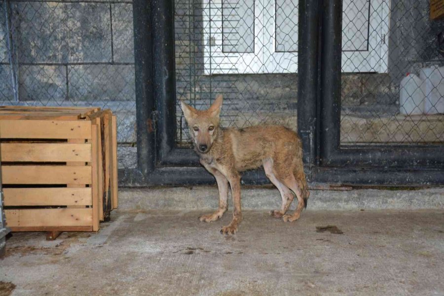 Tarsus Doğa Parkı Yaban Hayvanlarına Merhem Oluyor