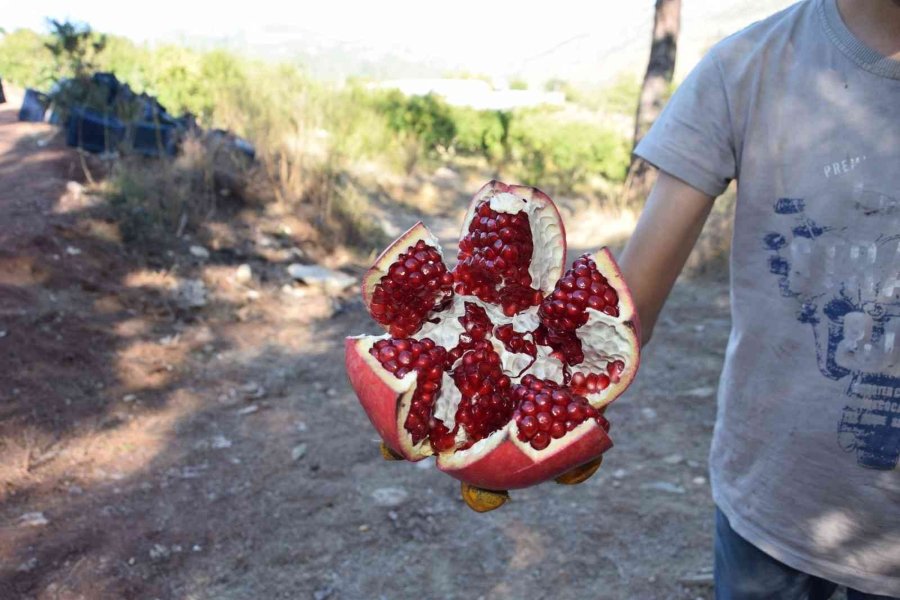 Seranın Merkezi Kumluca’da Nar Bereketi
