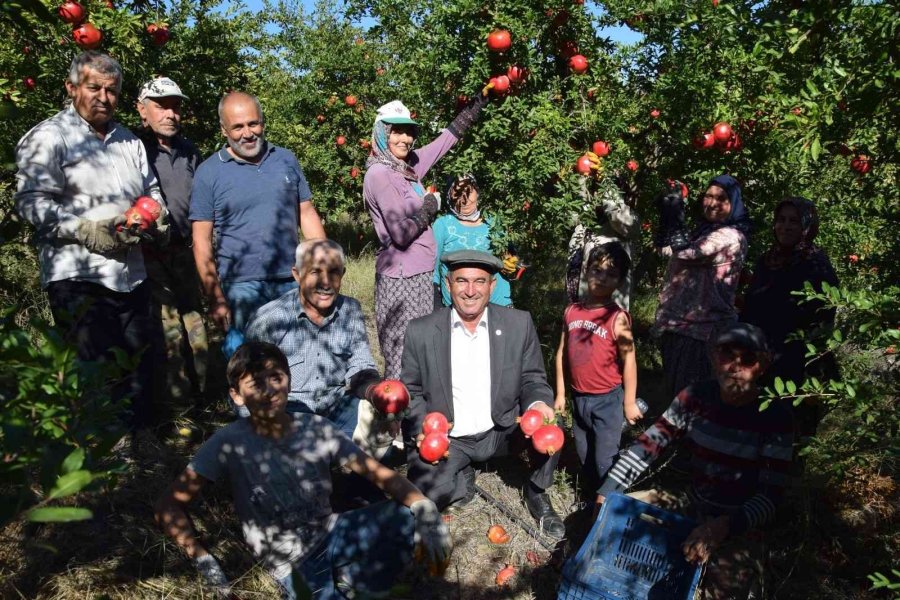 Seranın Merkezi Kumluca’da Nar Bereketi