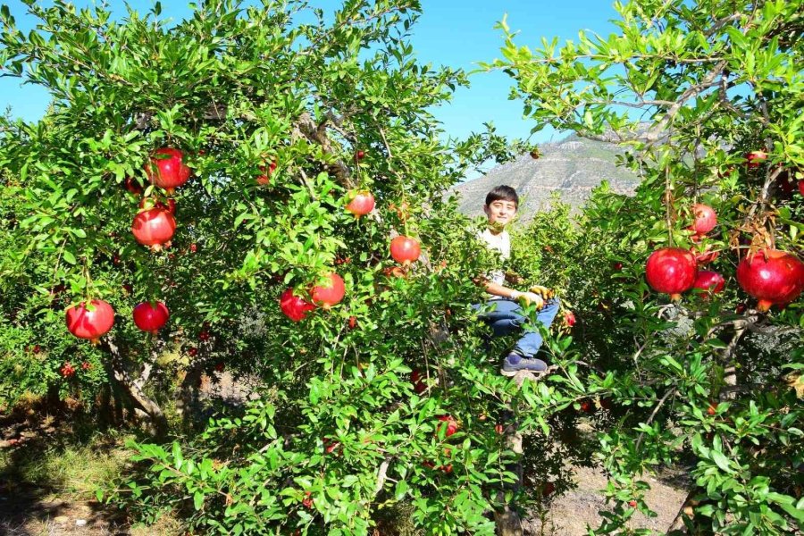 Seranın Merkezi Kumluca’da Nar Bereketi