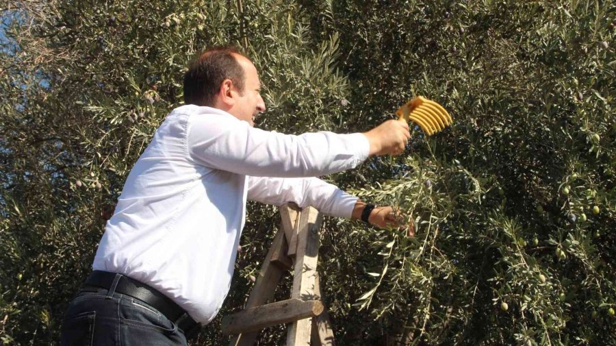 Bin 300 Yıllık Zeytin Ağacı 250 Kilo Ürün Verdi