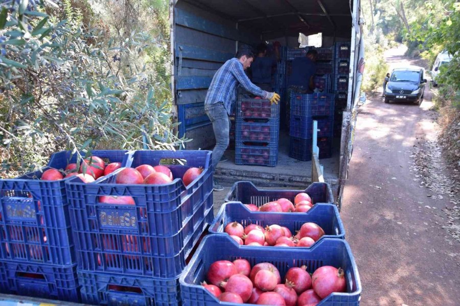 Seranın Merkezi Kumluca’da Nar Bereketi