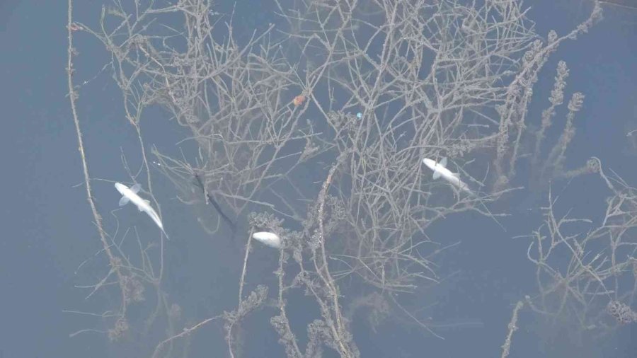 Manavgat’ta Sulama Kanalında Balık Ölümleri