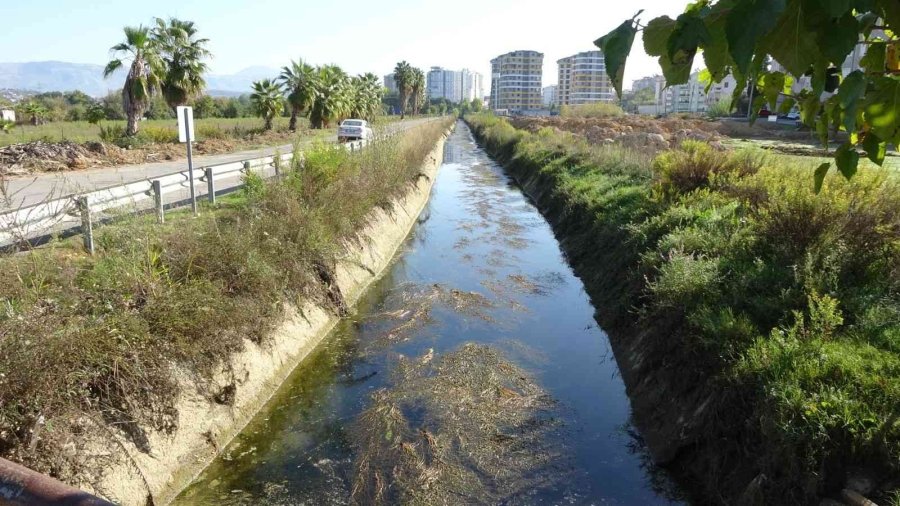 Manavgat’ta Sulama Kanalında Balık Ölümleri