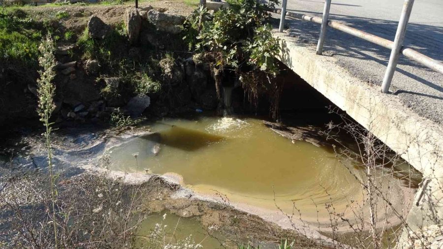 Manavgat’ta Sulama Kanalında Balık Ölümleri