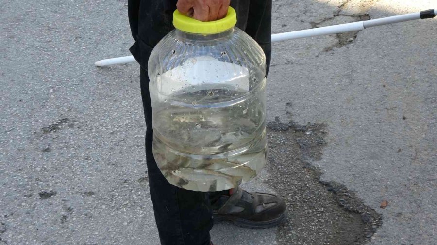 Manavgat’ta Sulama Kanalında Balık Ölümleri