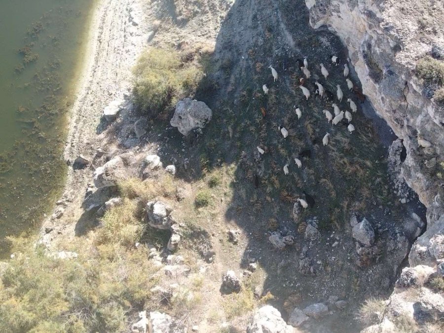 Kaybolan 45 Adet Küçükbaş Hayvan Jandarma Ekiplerince Bulundu