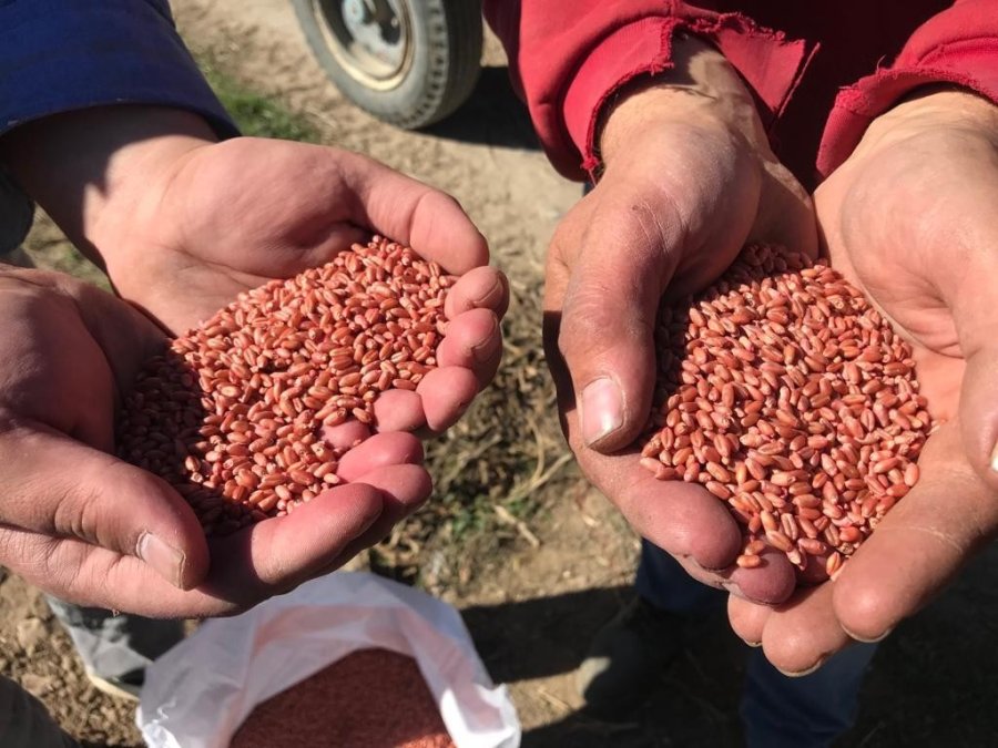 Buğday Tohumlarının 8 Aylık Serüveni Başladı