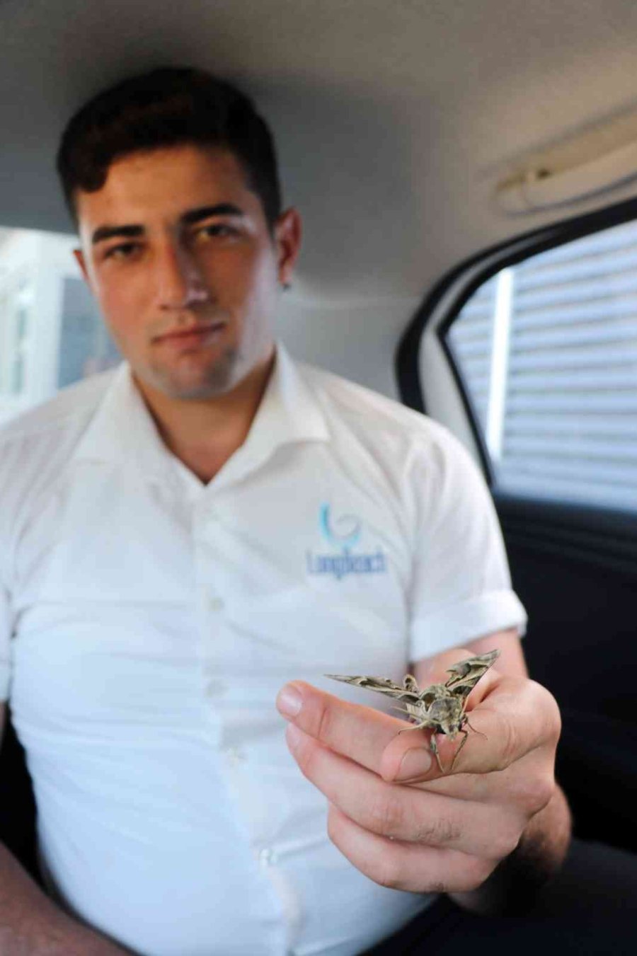 Alanya’da Ender Görülen Mekik Kelebeği Görüldü