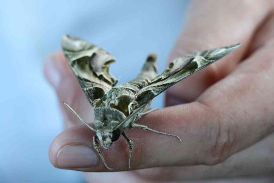 Alanya’da Ender Görülen Mekik Kelebeği Görüldü