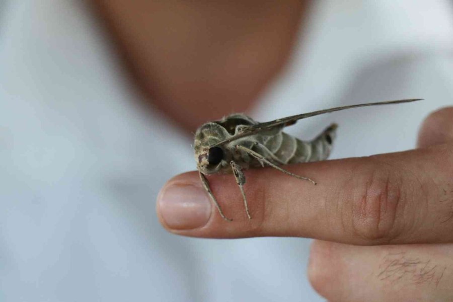Alanya’da Ender Görülen Mekik Kelebeği Görüldü