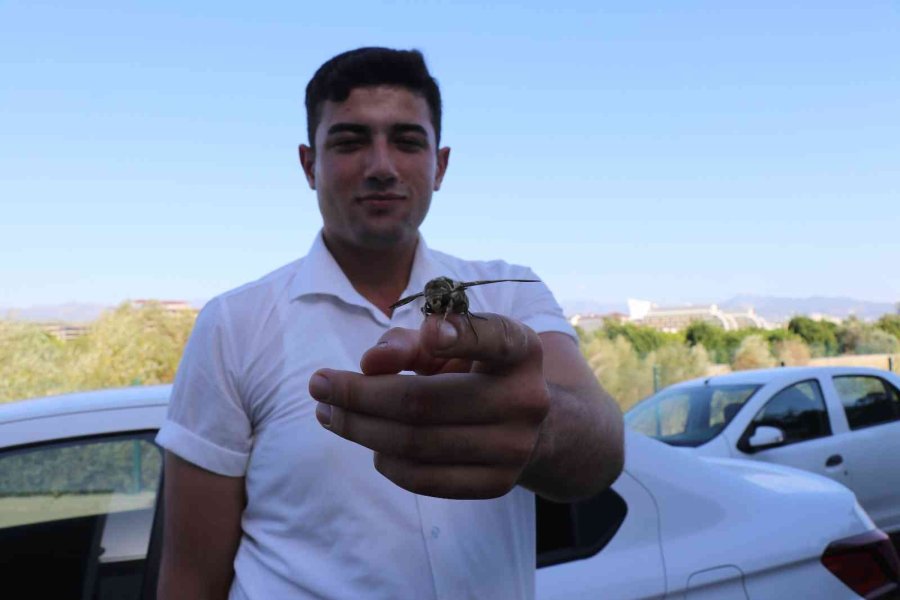 Alanya’da Ender Görülen Mekik Kelebeği Görüldü