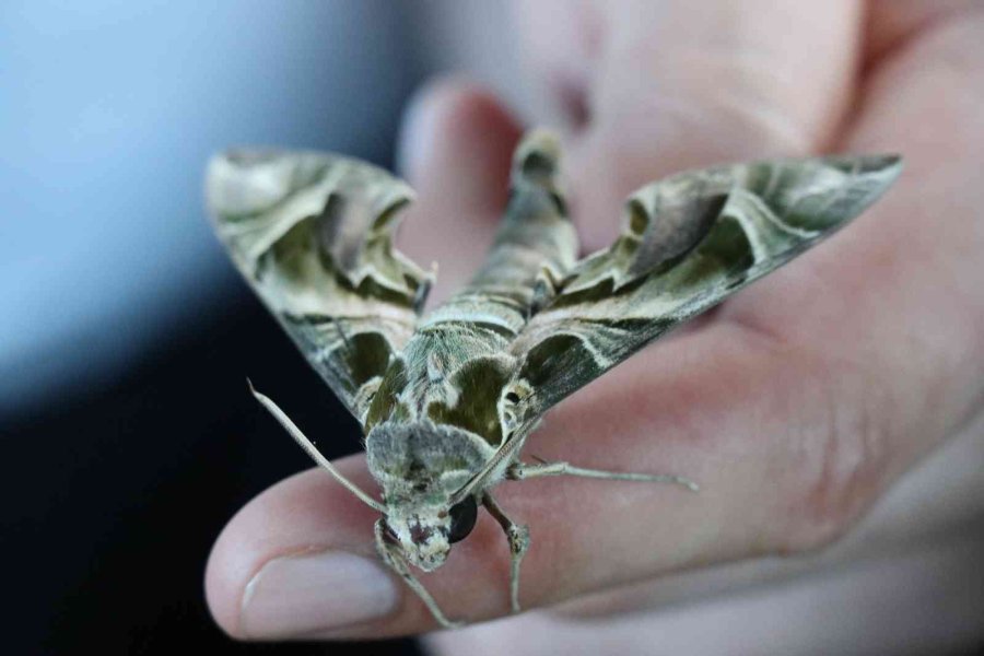 Alanya’da Ender Görülen Mekik Kelebeği Görüldü