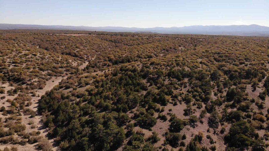 Kışa Hazırlanan Ağaçlar Renk Cümbüşü Oluşturdu