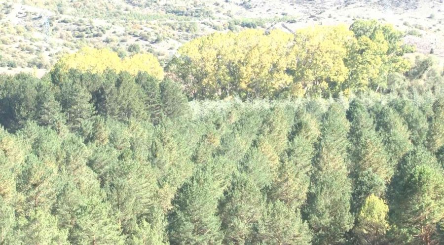 Kışa Hazırlanan Ağaçlar Renk Cümbüşü Oluşturdu