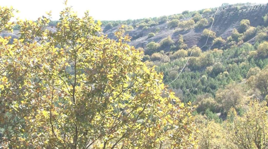 Kışa Hazırlanan Ağaçlar Renk Cümbüşü Oluşturdu