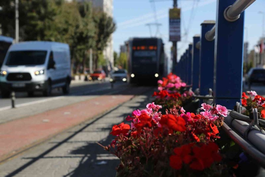 Büyükşehir, Sonbaharda 1 Milyon Çiçek Dikti