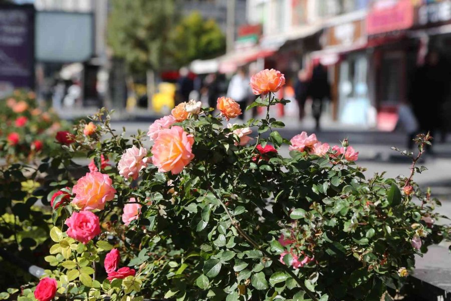 Büyükşehir, Sonbaharda 1 Milyon Çiçek Dikti