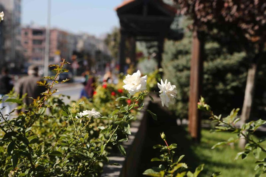 Büyükşehir, Sonbaharda 1 Milyon Çiçek Dikti