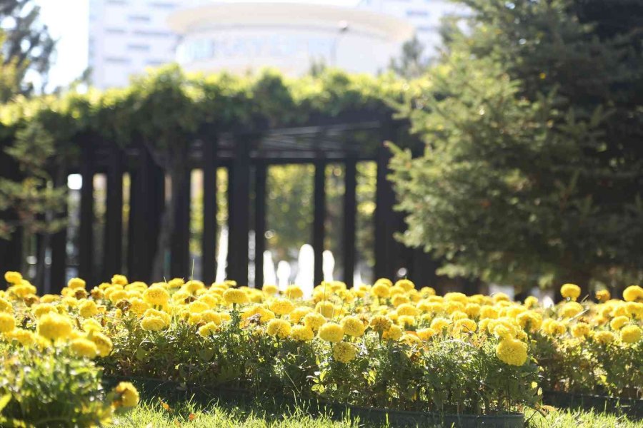 Büyükşehir, Sonbaharda 1 Milyon Çiçek Dikti
