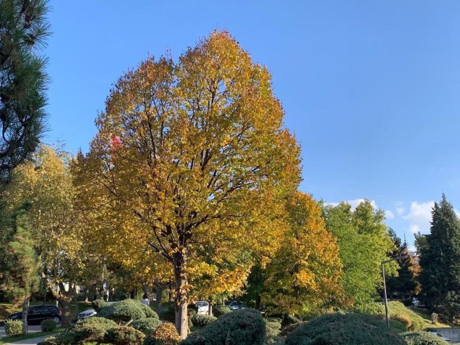 Anadolu Üniversitesi’nde Eşsiz Sonbahar Manzaraları