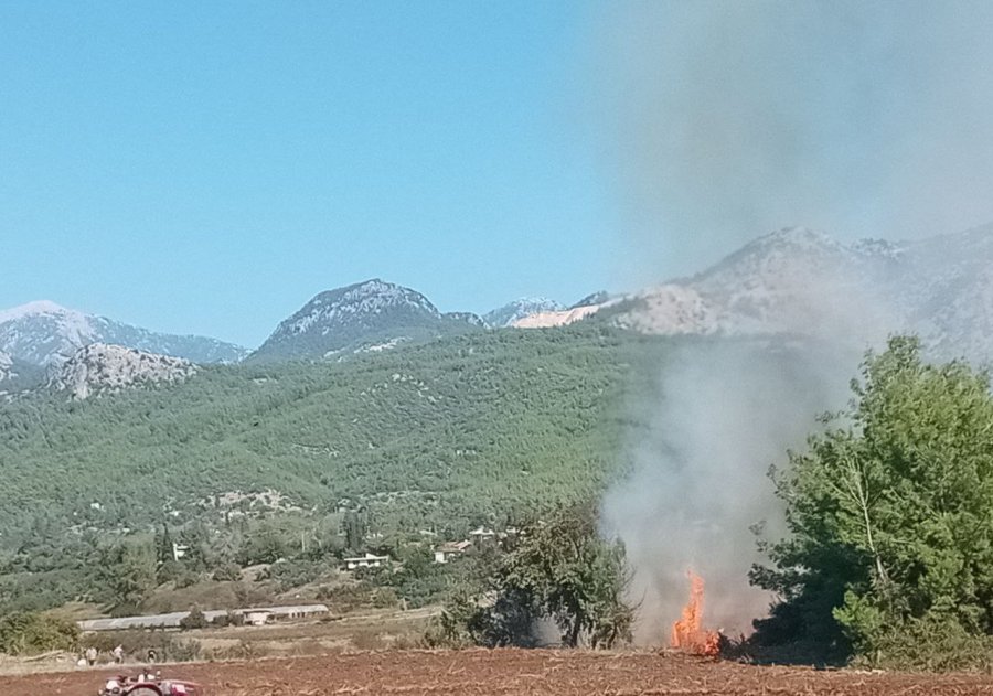 Antalya’da Zeytinlikte Yangın